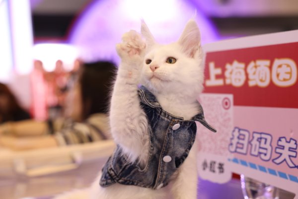 正好配资 新产品集中亮相助推萌宠经济，TOPS它博会将在沪启幕